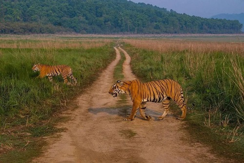 Jim corbett
